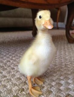 утята фото - Поиск в Google Cute animals, Duck pictures, Bab