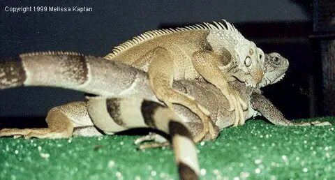 Iguana Breeding Season Basics