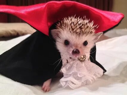 A hedgehog dressed as Dracula. Cute baby animals, Cute anima