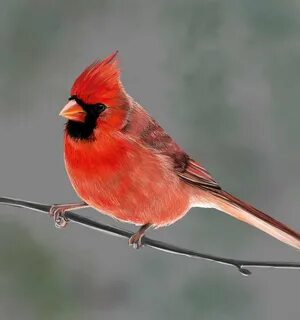 cardinal-千 图 网