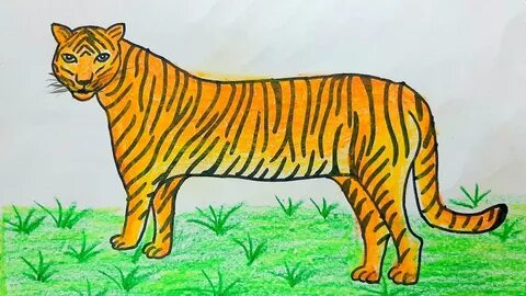 How to draw a tiger step by step drawing - YouTube