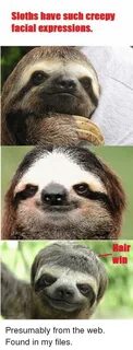 Sloths Have Such Creepy Facial Expressions Hair Presumably F