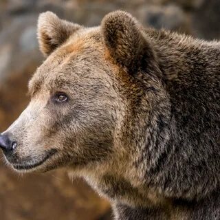 Download wallpaper look, face, portrait, bear, Brown bear, T