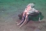 PETA calls for ban on serving live octopus in restaurants Me