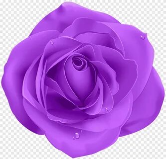 Роза розовая, роза фиолетовая, фиолетовый, клипарт png PNGEg