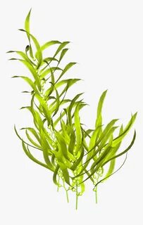 Seaweed Aquatic Plants Clip Art - Seaweed Png, Transparent P