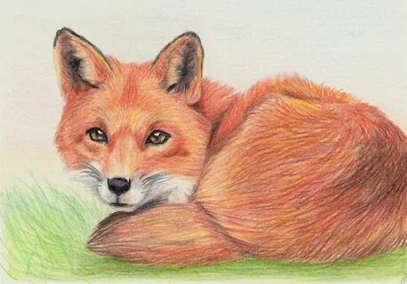 Fox - 7-days drawing Challenge, Orange Fox drawing, Fox illu