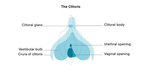 Clitoris: Female Pleasure & Anatomy - Diagram, Definition & 