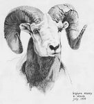 Ram Horns Drawing at PaintingValley.com Explore collection o
