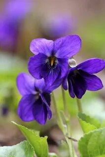 Viola Odorata Of gardens and plants Flower meanings, List of