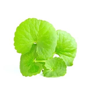 Gotu кольского взорвать лист, футбольной Pennywort, индийско