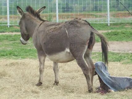 Miniature Donkey Ranch