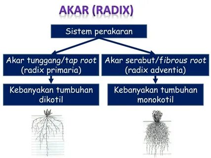 PPT - AKAR (RADIX) PowerPoint Presentation, free download - 