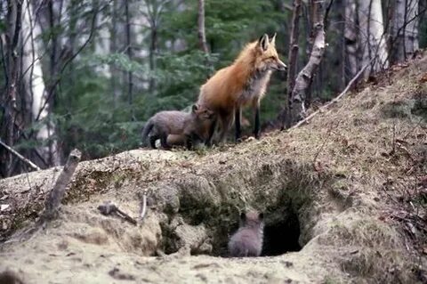 Fox Den. Red Foxes usually have multiple dens in their terri