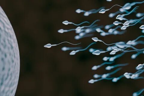 Wie lange überleben Spermien? - Überraschende Lebensdauer