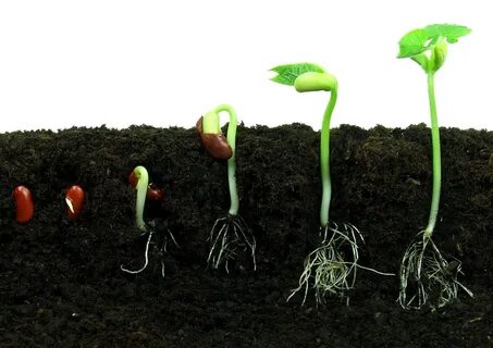 How Long Does It Take For Seeds To Germinate in Soil - Garde