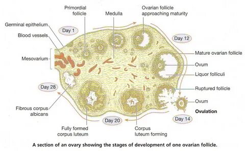 Ovary Section
