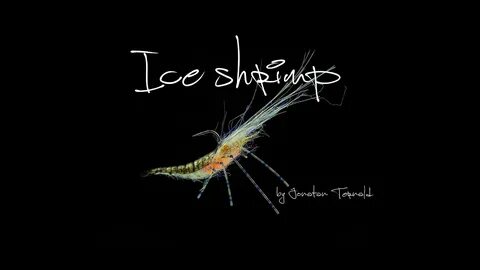 Fly tying: Ice Shrimp by Jonatan Ternald - YouTube