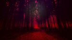 Обои лес, красный цвет, свет, темнота, небо - картинка на ра