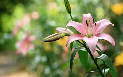 Pink lily flowers, green leaves, bokeh 750x1334 iPhone 8/7/6