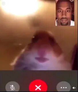 Hamster Facetime Kanye Staring Hamster Facetime, Know your m