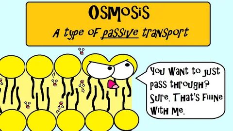 Osmosis is a type of passive transport, meaning that it does