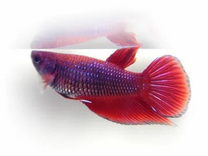 Details about Live Betta Fish Red Male and Female Betta fish