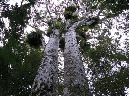 File:Kauri trees in Trounson park.jpg - Wikipedia