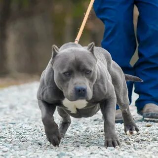 15 Interesting Facts About The Blue Nose Pitbull - Innovet P