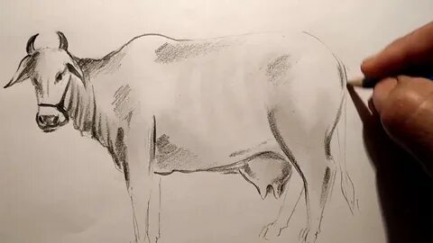 a cow pencil sketch - YouTube