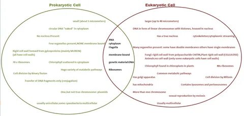 Prokaryotic cells vs Eukaryotic Cells Eukaryotic cell, Proka