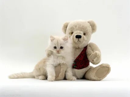 kitten and teddy bear OFF-60