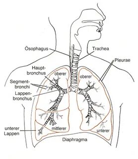 Atmungssystem / DUO Das Atmungssystem / Lernkarte - Lerndino