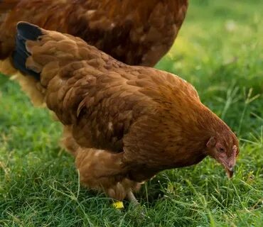 Started Pullets For Sale - Heritage Pullets Chicken breeds, 