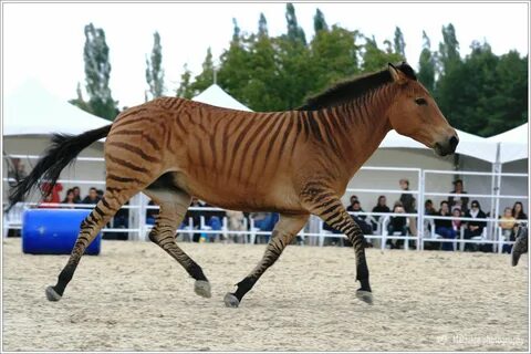 Pin by Heather on Equidae Zorse, Horses, Zebras