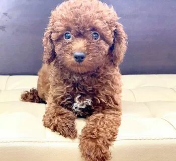 toy poodle female puppies for sale OFF-51