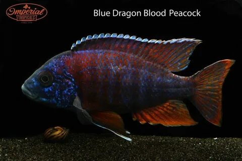 Pin on African Peacock Cichlids