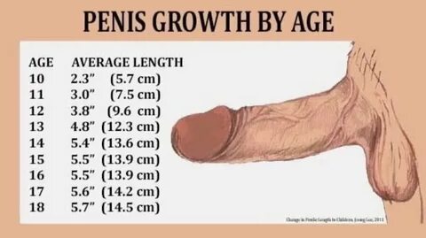 Average size penis how big is your asshole - Auraj.eu