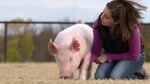 Purina ® Feed Greatness ™ Challenge Show Pigs - YouTube