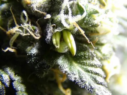 Marijuana Growers HQ Sexing Cannabis Plants - Marijuana Grow