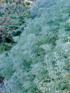 Silvermound Artemisia Ornamental grasses, Silver plant, Plan