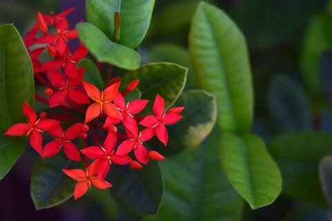 Download free photo of Ixora,flower,red,nature,decoration - 