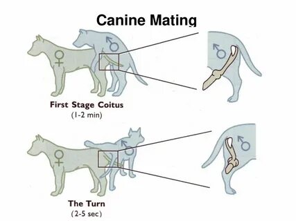 Reproduction in the Canine and Feline - ppt download