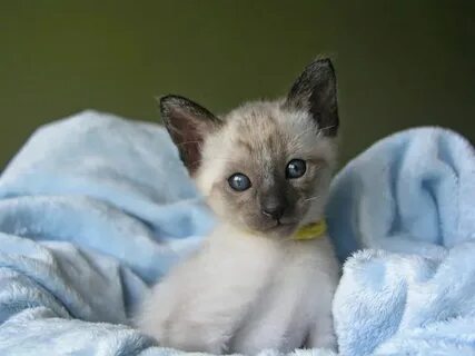 Carolina Blues Cattery Siamese Kittens for Sale Siamese kitt