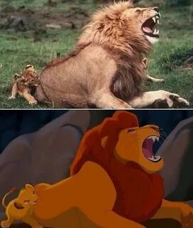Cartoon And Real 🦁 Funny animal photos, Funny animal picture