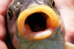 Fish mouth Fish, Ibrány-Nagyerdő HatM Flickr