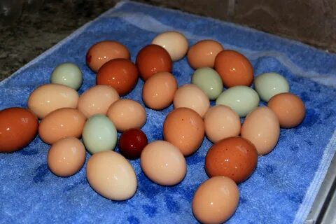 Cream Legbar X Easter Egger BackYard Chickens - Learn How to