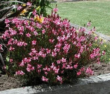 Gaura 'Pink Geyser' by Monrovia. A full-bodied plant with a 