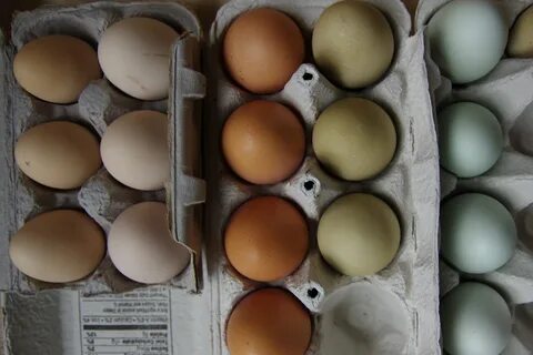 GMS3: Breeding For Other Egg Colors Coloring eggs, Chicken b