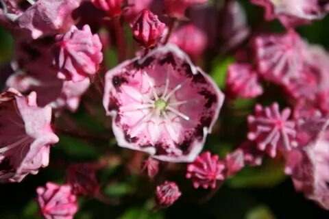 Kalmia